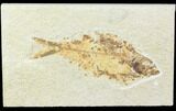 Bargain, Knightia Fossil Fish - Wyoming #85464-1